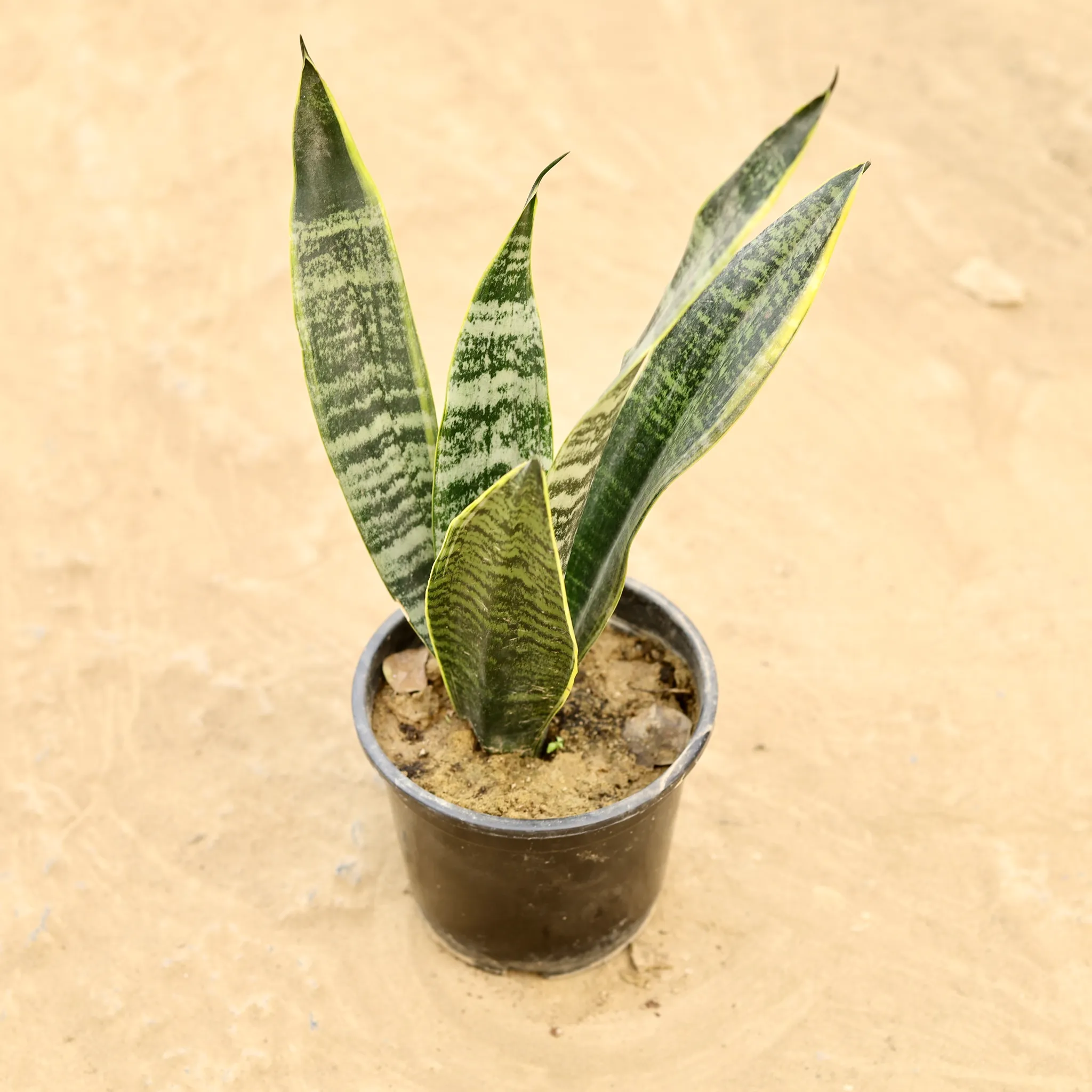 Snake Long in 6 Inch Nursery Pot