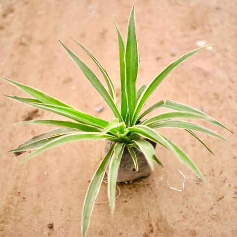 Spider  in 4 Inch Nursery bag