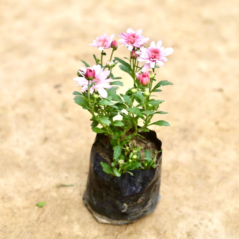 Chrysanthemum / Guldaudi / Guldawari (Any Colour) in 4 Inch Nursery bag