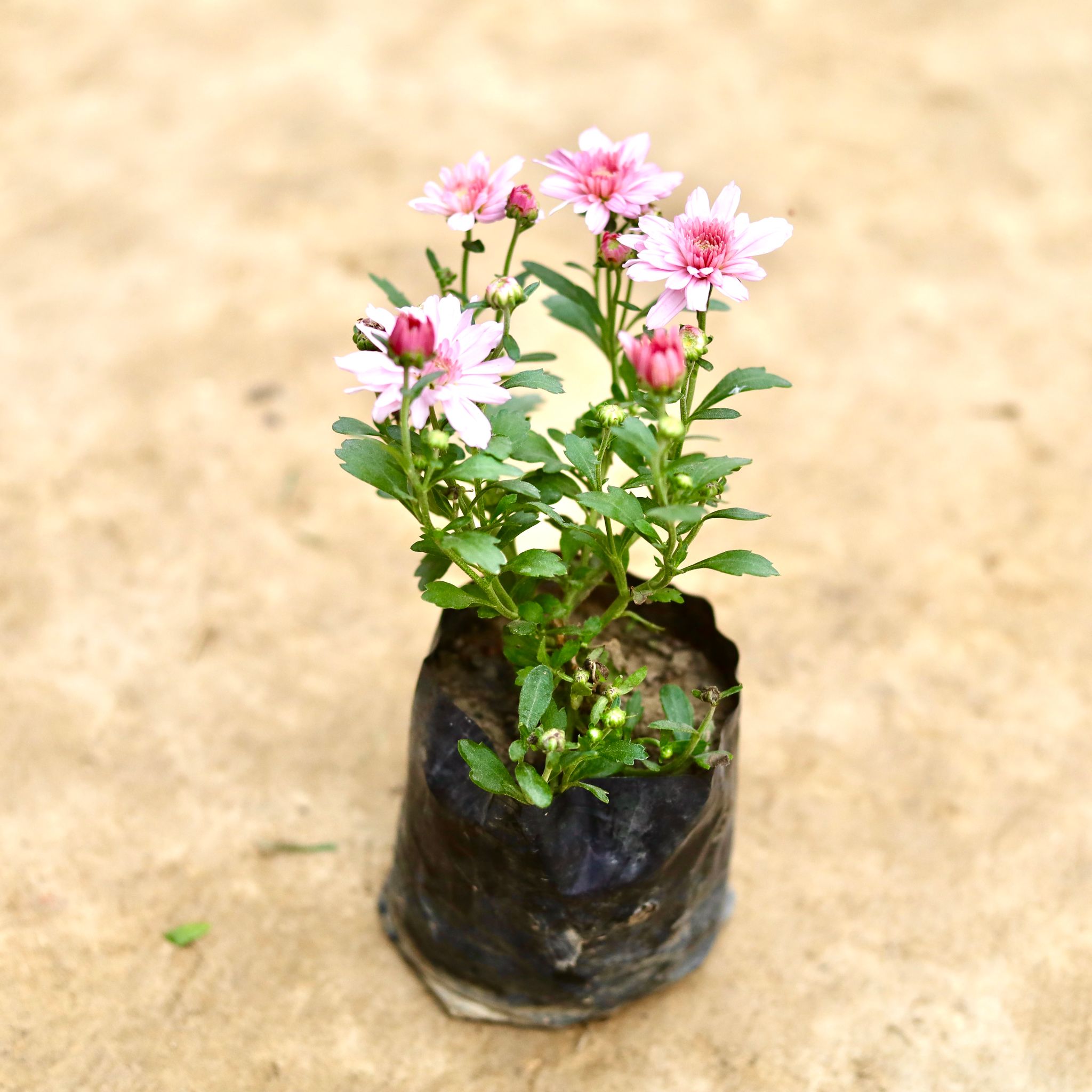Chrysanthemum / Guldaudi / Guldawari (Any Colour) in 4 Inch Nursery bag