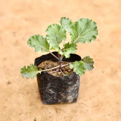 Kale Green in 4 Inch Nursery bag