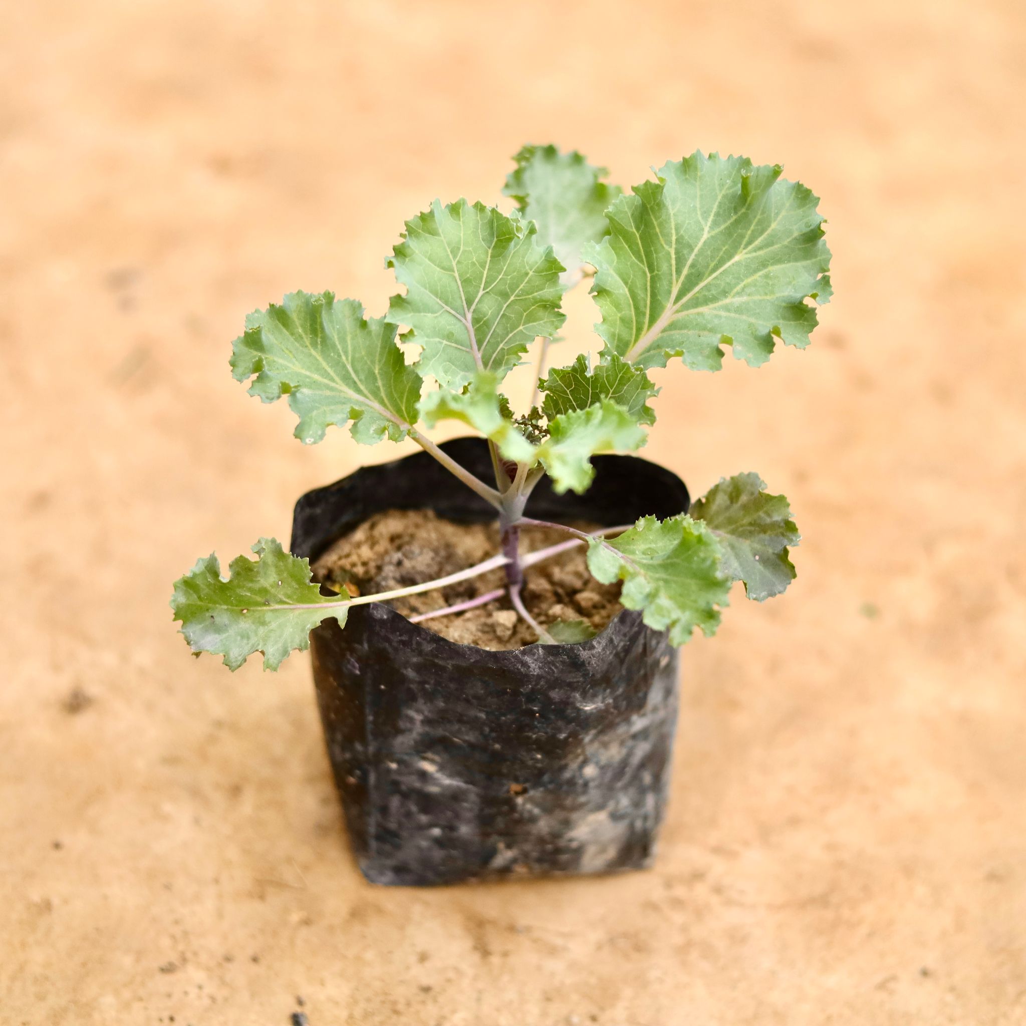 Kale Green in 4 Inch Nursery bag