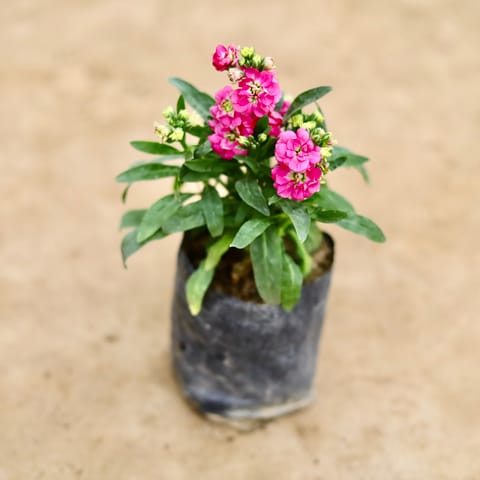 Stock (Any Colour) in 4 Inch Nursery bag