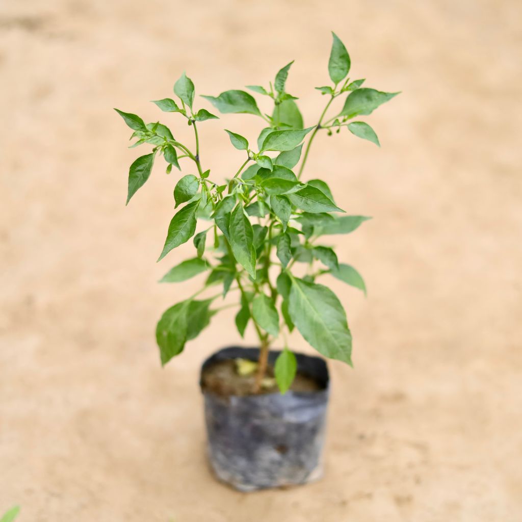 Chilli / Mirchi Plant in 4 Inch Nursery bag