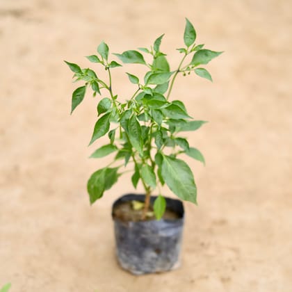 Buy Chilli / Mirchi Plant in 4 Inch Nursery bag Online | Urvann.com