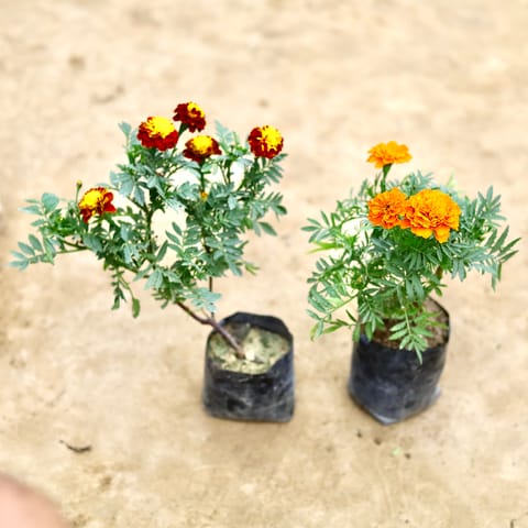 Set Of 2 - Marigold French/ Genda Jafri (Any Colour) in 4 Inch Nursery bag