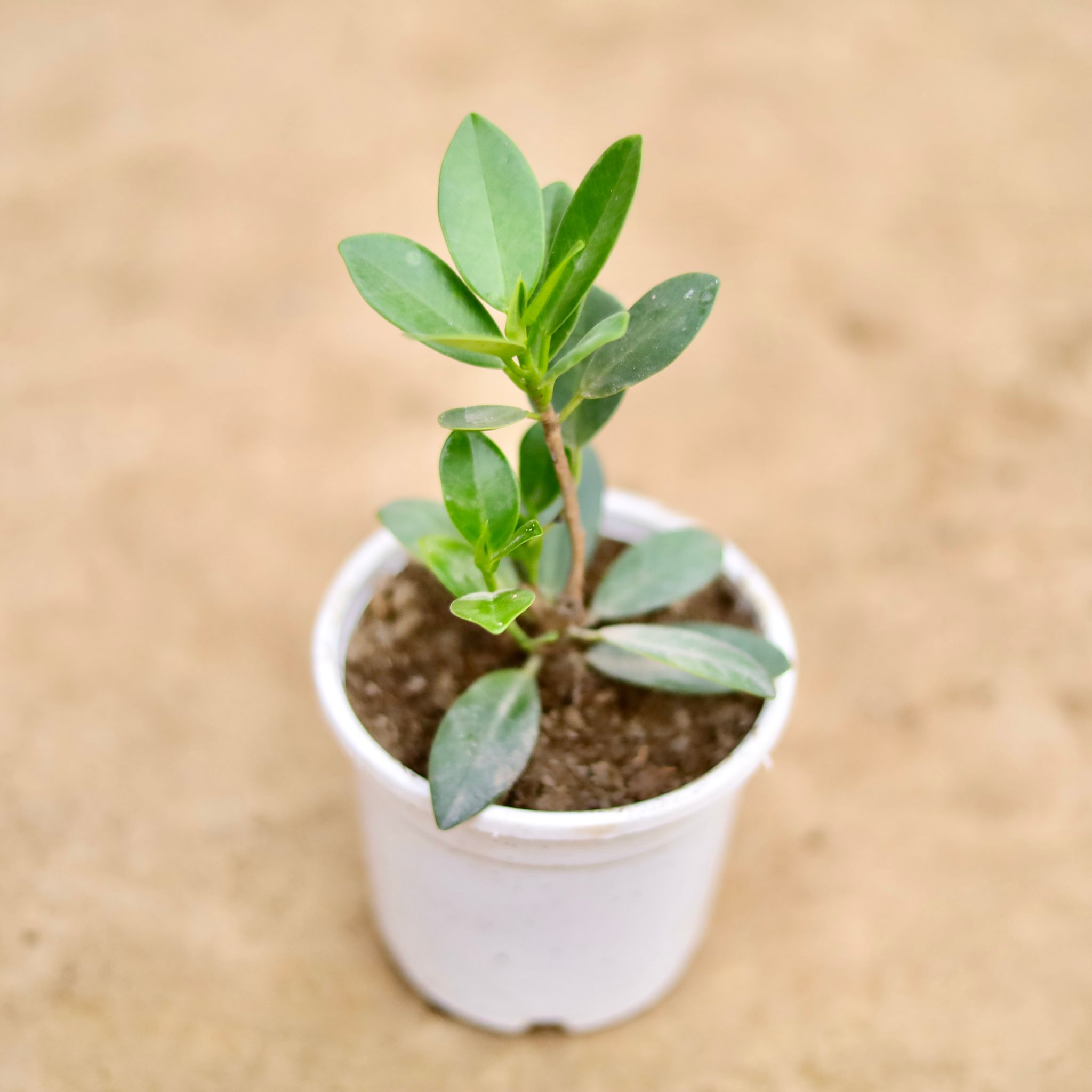 Ficus Long Island in 4 Inch Nursery Pot