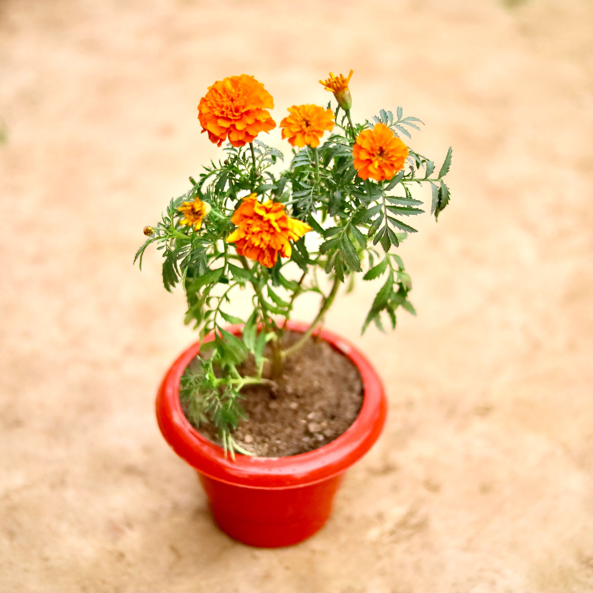 Marigold French/ Genda Jafri (Any Colour) in 6 Inch Classy Red Plastic Pot