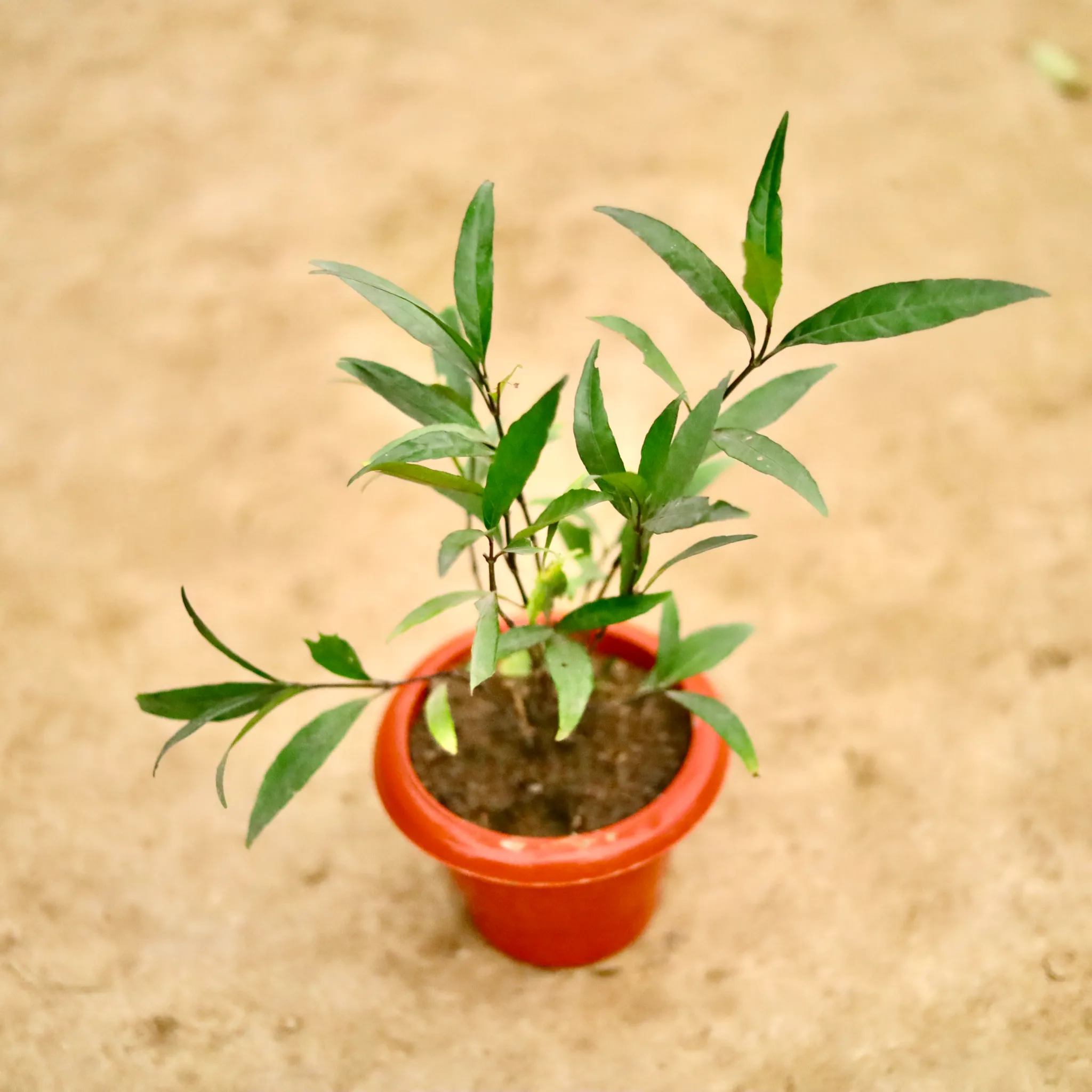 Sukh Shanti in 6 Inch Classy Red Plastic Pot