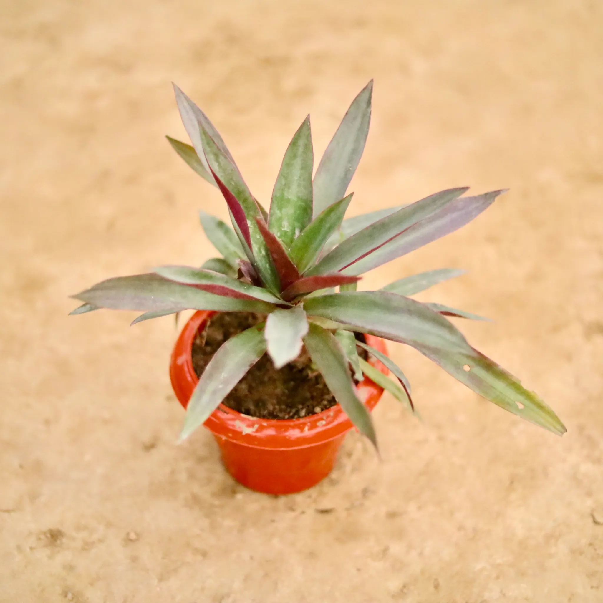 Rhoeo / Durangi in 6 Inch Classy Red Plastic Pot