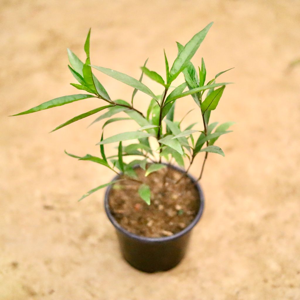 Buy Sukh Shanti in 6 Inch Nursery Pot Online | Urvann.com Sukh Shanti in 6 Inch Nursery Pot