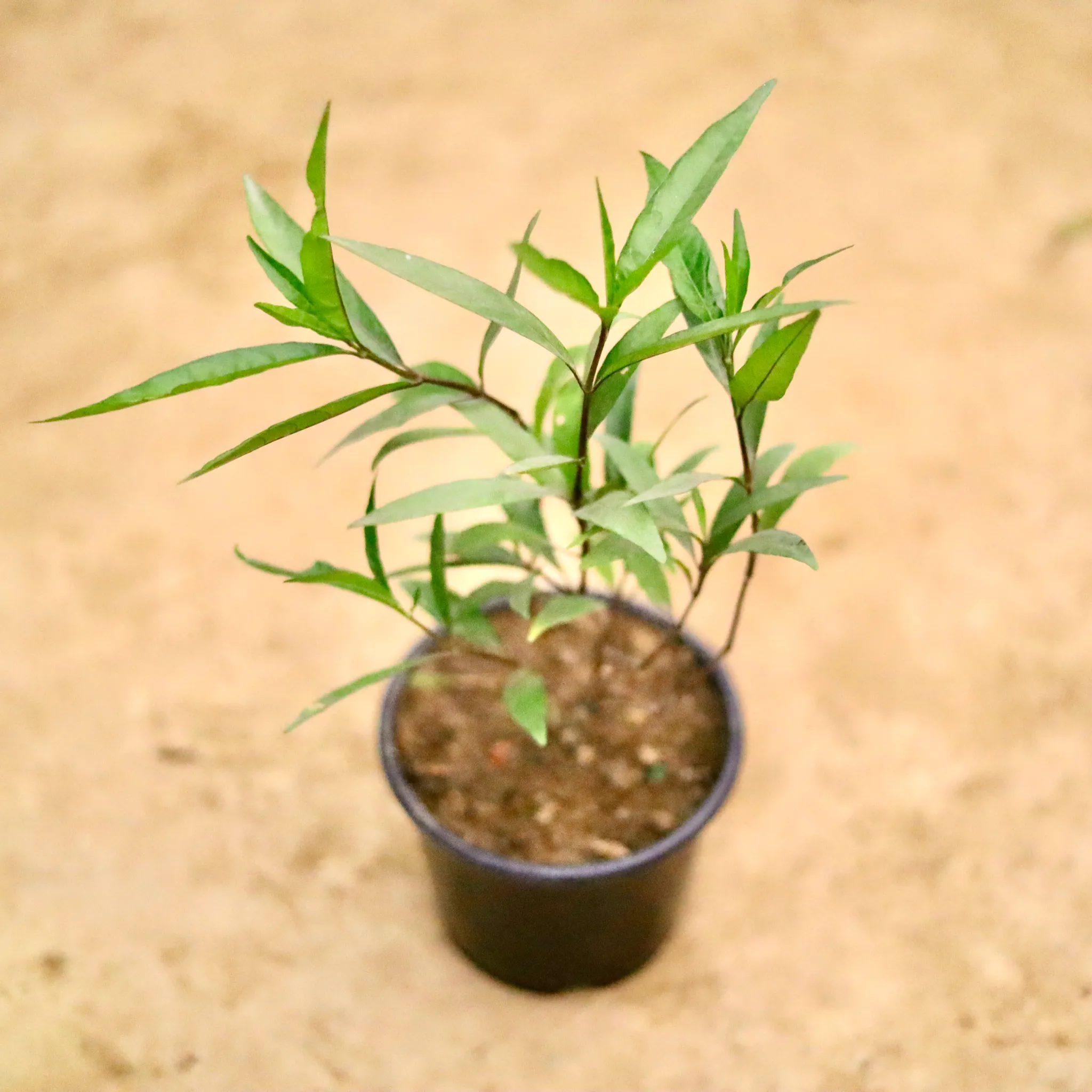 Sukh Shanti  in 6 Inch Nursery Pot