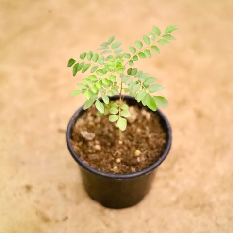 Curry Patta  in 6 Inch Nursery Pot