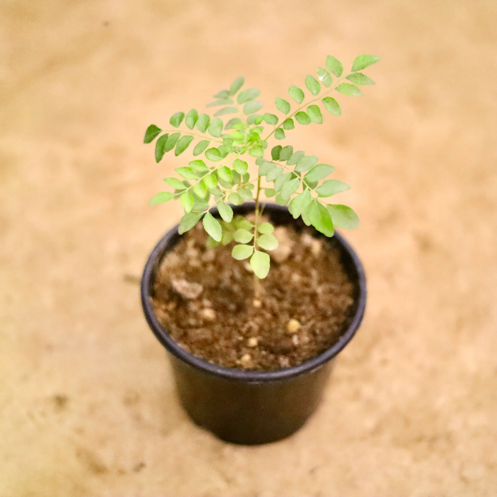 Curry Patta in 6 Inch Nursery Pot