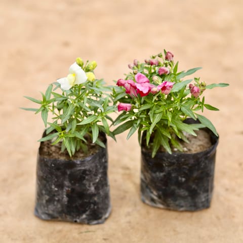 Set Of 2 - Antirrhinum Majus / Dog Flower (Any Colour) in 4 Inch Nursery bag