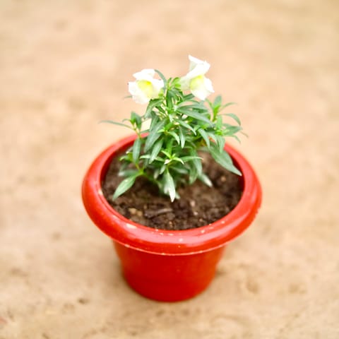 Antirrhinum Majus / Dog Flower (Any Colour) in 6 Inch Classy Red Plastic Pot