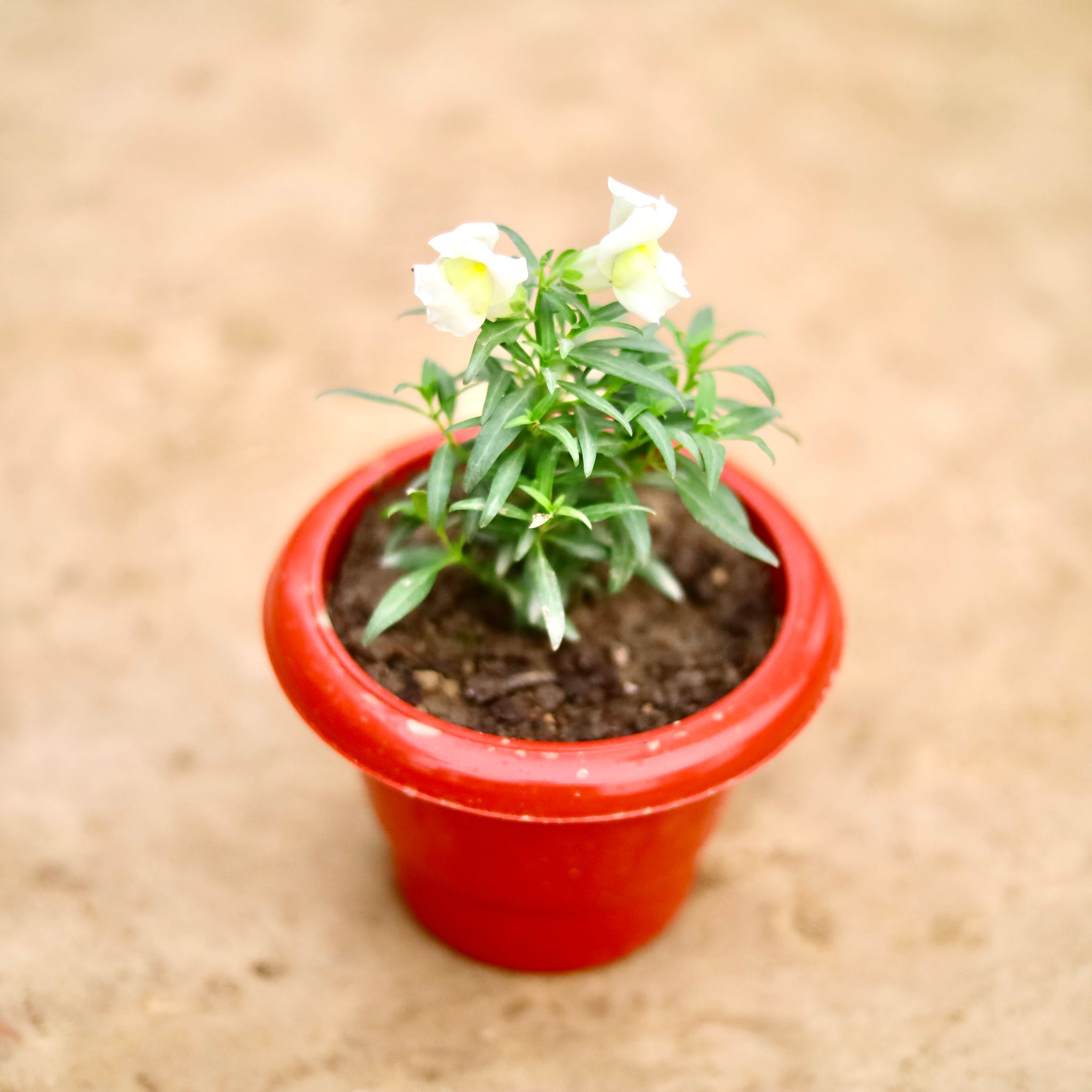 Antirrhinum Majus / Dog Flower (Any Colour) in 6 Inch Classy Red Plastic Pot