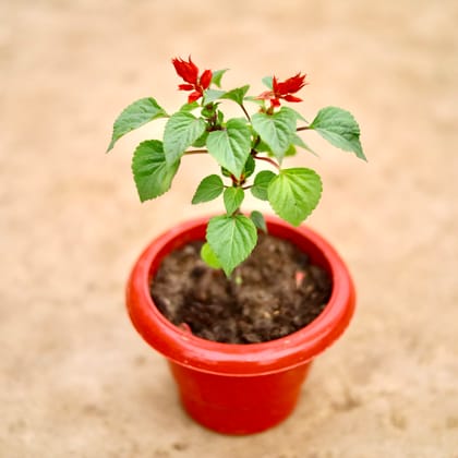 Buy Salvia (Any Colour) in 6 Inch Classy Red Plastic Pot Online | Urvann.com