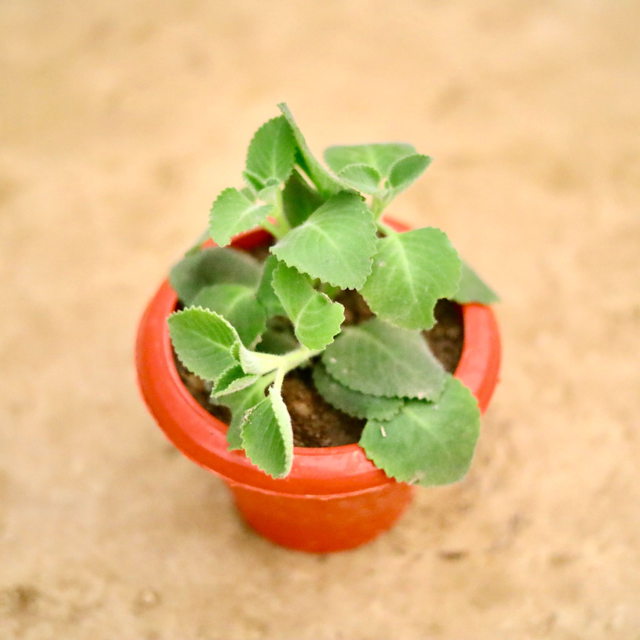 Ajwain in 6 Inch Classy Red Plastic Pot
