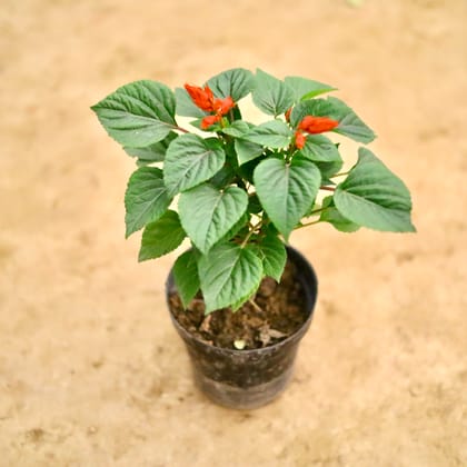 Buy Salvia (Any Colour) in 6 Inch Nursery Pot Online | Urvann.com