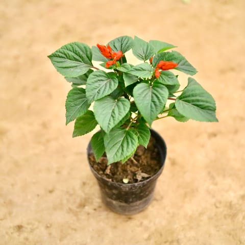 Salvia (Any Colour) in 6 Inch Nursery Pot