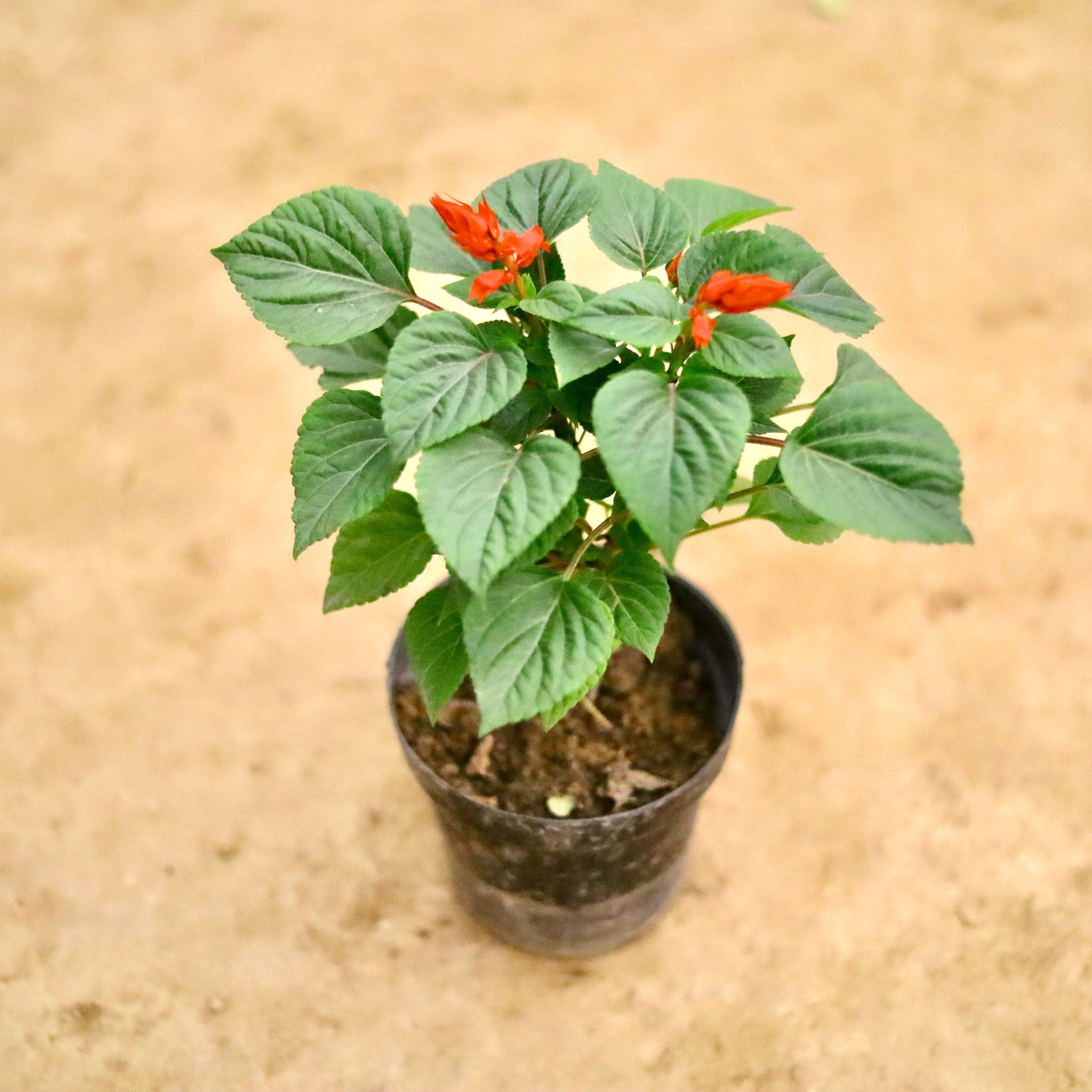 Salvia (Any Colour) in 6 Inch Nursery Pot