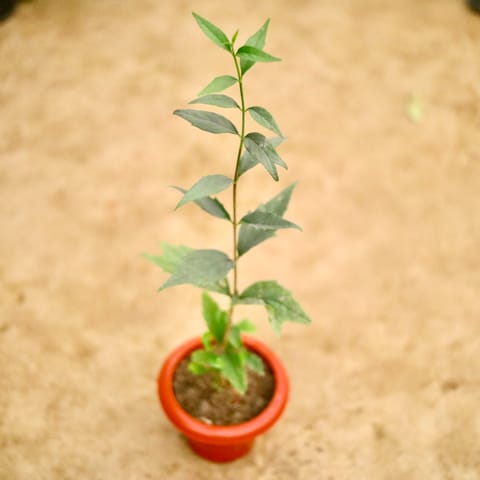 Harsingar / Parijat in 6 Inch Classy Red Plastic Pot