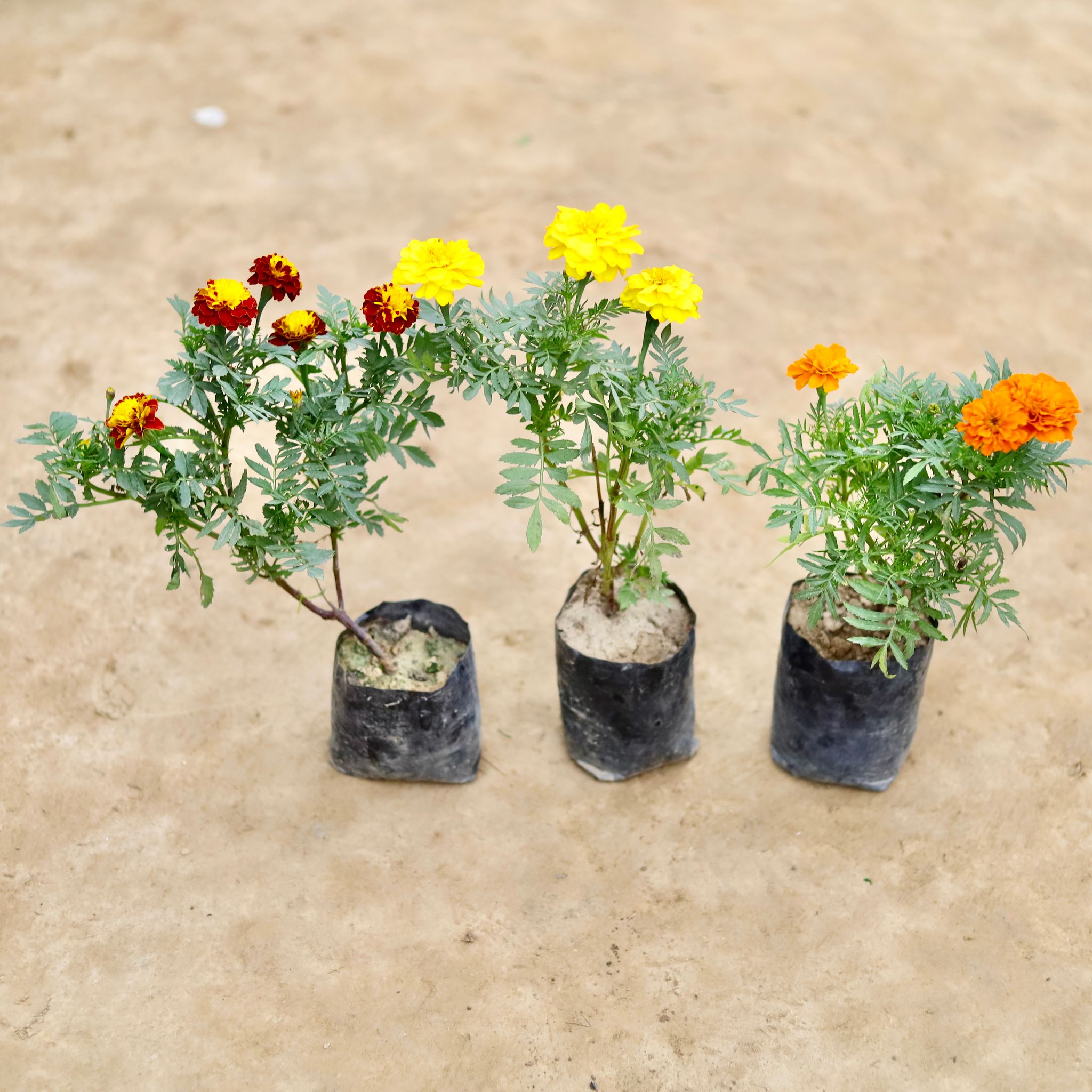 Set Of 3 - Marigold French/ Genda Jafri (Any Colour) in 4 Inch Nursery bag