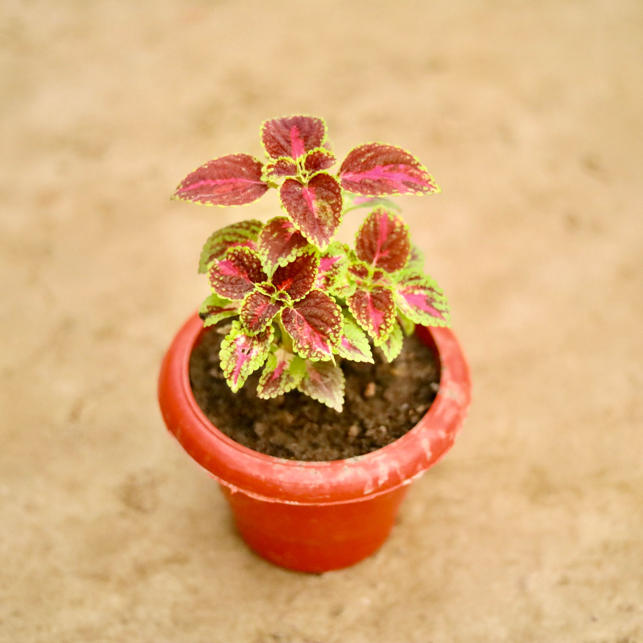 Coleus anycolor in 6 Inch Classy Red Plastic Pot