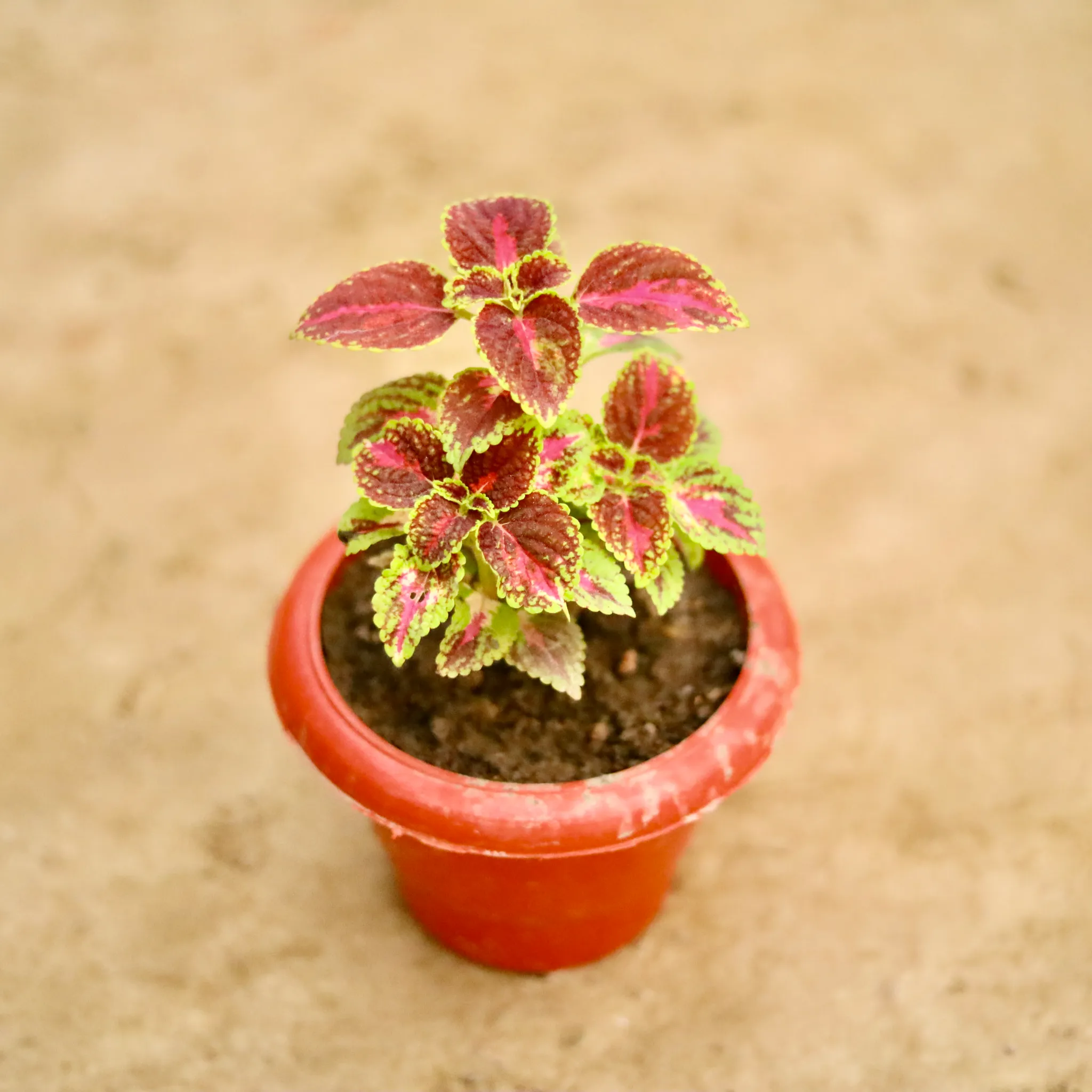 Coleus anycolor in 6 Inch Classy Red Plastic Pot