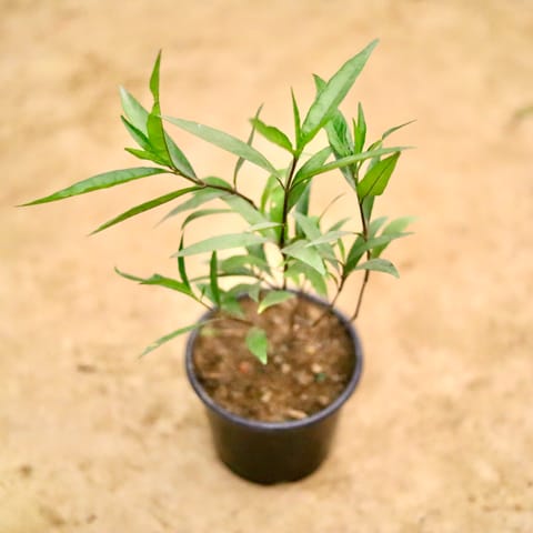 Sukh Shanti in 8 Inch Nursery Pot