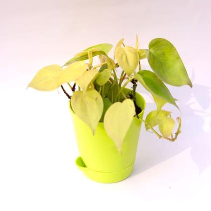 Buy Oxycardium Golden in 4 Inch Green Florence Self Watering Pot Online | Urvann.com
