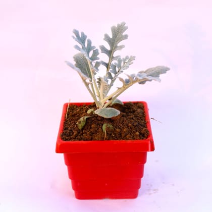 Buy Silver Dust in 6 Inch Red Premium Orchid Square Plastic Pot Online | Urvann.com