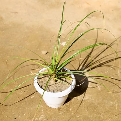 Buy Nolina/ Lolina Palm in 10 Inch Classy White Plastic Pot Online | Urvann.com