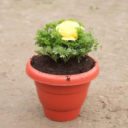 Buy Ranunculous in 8 Inch Classy Red Plastic Pot Online | Urvann.com