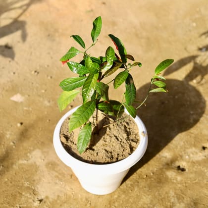 Buy Laila Majnu / Excoecaria Bicolour in 10 Inch Classy White Plastic Pot Online | Urvann.com