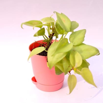Buy Oxycardium Golden in 4 Inch Pink Florence Self Watering Pot Online | Urvann.com