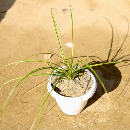 Buy Lolina / Nolina Palm in 8 Inch Classy White Plastic Pot Online | Urvann.com
