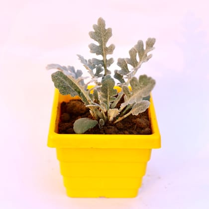 Buy Silver Dust in 6 Inch Yellow Premium Orchid Square Plastic Pot Online | Urvann.com