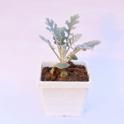 Buy Silver Dust in 6 Inch White Marble Premium Orchid Square Plastic Pot Online | Urvann.com