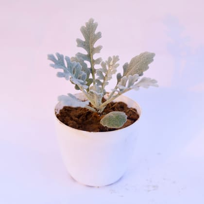 Buy Silver Dust in 6 Inch White Premium Orchid Round Plastic Pot Online | Urvann.com