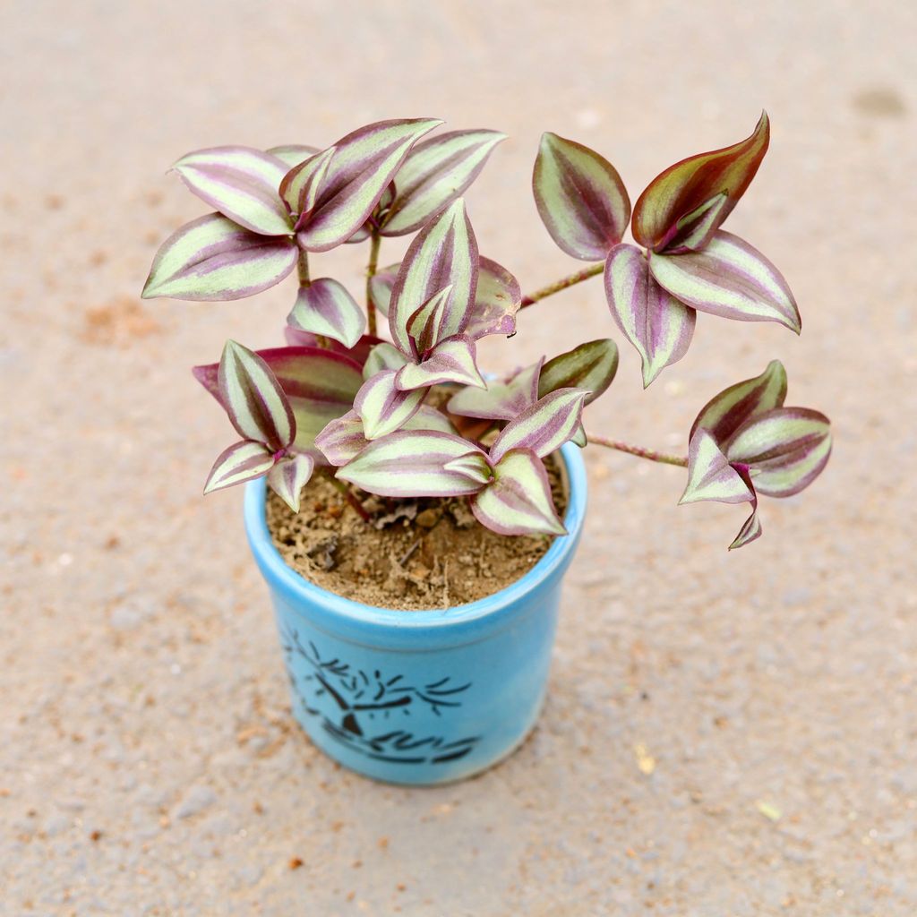 Buy Wandering Jew in 4 inch Classy Cylindrical Ceramic Pot (any colour & design) Online | Urvann.com ATUL4718 - Wandering Jew in 4 inch Classy Cylindrical Ceramic Pot (any colour & design)