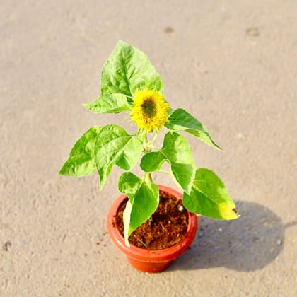 Buy Sunflower (any colour) in 6 Inch Classy Red Plastic Pot Online | Urvann.com