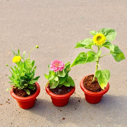 Buy Set of 3  - Tickseed, Sunflower & Zinnia (any colour) in 6 inch Classy Red Plastic Pot Online | Urvann.com