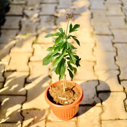 Buy Jatropha / Sundar Rupa (any colour) in 8 Inch Terracotta Red Olive Plastic Pot Online | Urvann.com
