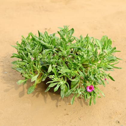 Buy Ice Plant (any colour) in 8 Inch Black Hanging Basket Online | Urvann.com