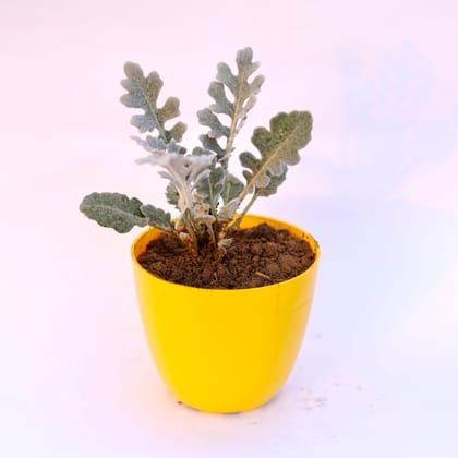Buy Silver Dust in 6 Inch Yellow Premium Orchid Round Plastic Pot Online | Urvann.com
