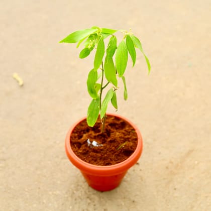 Buy Dalchini / Cinnamon in 8 Inch Classy Red Plastic Pot Online | Urvann.com