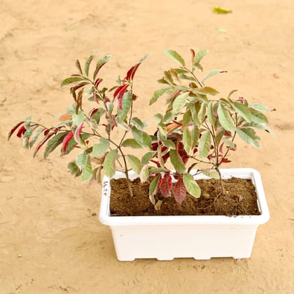 Buy Excoecaria Bicolour / Laila Majnu in  Inch White Rectangular Window Plastic Planter Online | Urvann.com