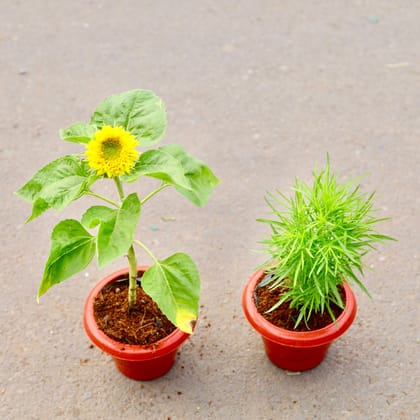 Buy Set of 2 -Sun flower &  Kochia (any colour) in 6 inch  Classy Red Plastic Pot Online | Urvann.com